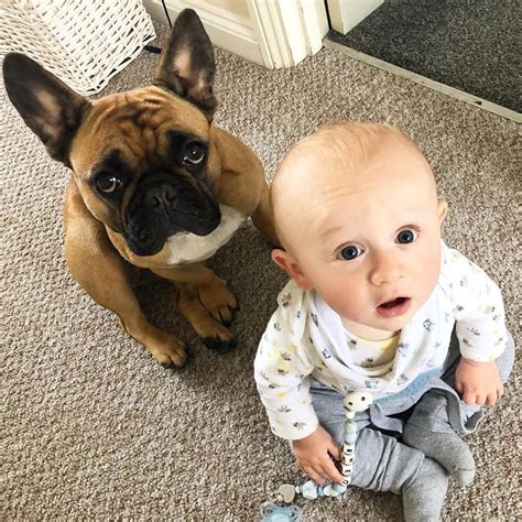 Pictures Of French Bulldogs And Babies Popsugar Uk Parenting Photo 15