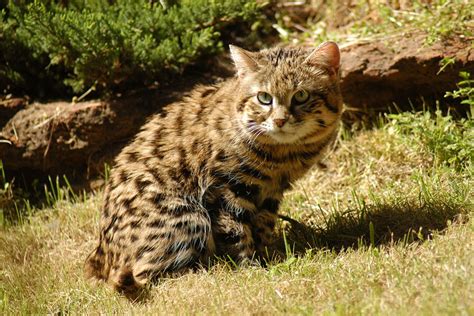 Five Lesser Known Wild Cats Of Africa Emdoneni Lodge