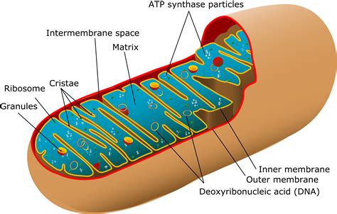 Animal cells contain these cylindrical structures that organize the assembly of microtubules during cell division. What is Mitochondrial DNA and Mitochondrial Inheritance