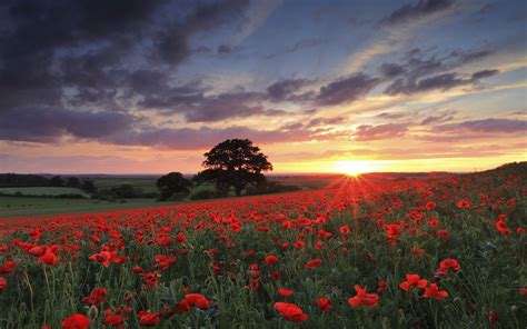 Nature Landscape Photography Flowers Poppies Sunset