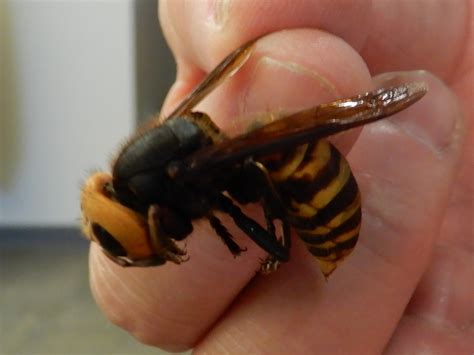 Wsda Agbriefs Pest Alert Asian Giant Hornet