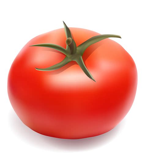 Download tomato vector illustration 489343 Vector Art at Vecteezy