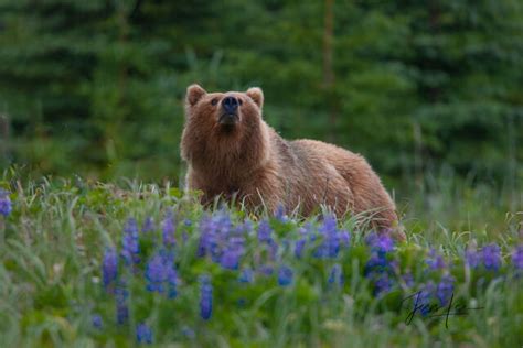 Grizzly Bear Pictures Fine Art Prints Of Bears Photos By Jess Lee