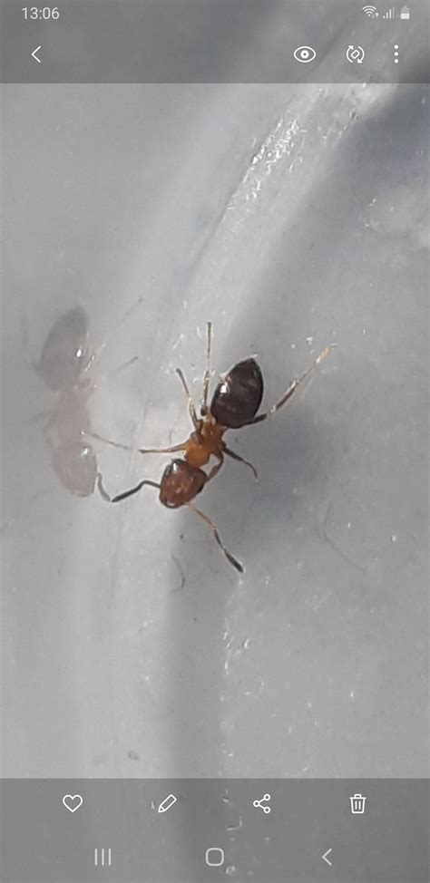Es ist notwendig, kompetent und zielgerichtet zu handeln. HILFE!!! Ameisen in der Wohnung - Bestimmung von Ameisen ...