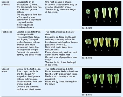 5 Clinical Oral Structures Dental Anatomy And Root Morphology