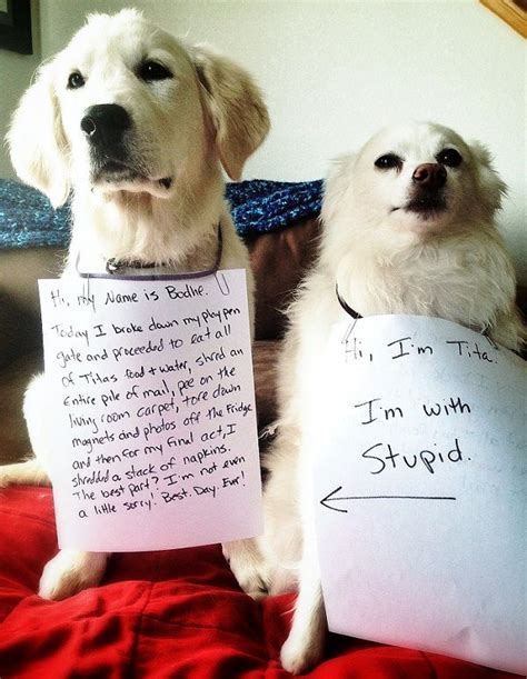 These Naughty Dogs Are Shamed For The Most Hilarious Reasons Page 17
