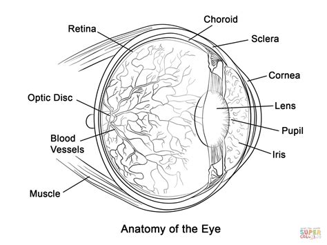 Select from 35919 printable crafts of cartoons, nature, animals, bible and many more. Anatomy And Physiology Coloring Pages Free Image 26 ...