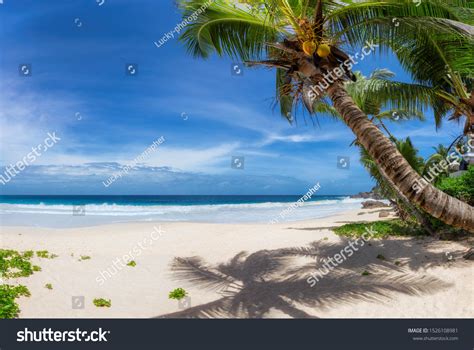 tropischer sandstrand mit kokospalmen und türkisfarbenes stockfoto 1526108981 shutterstock