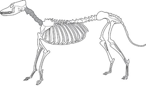 Dog Skeleton Drawing At Explore Collection Of Dog