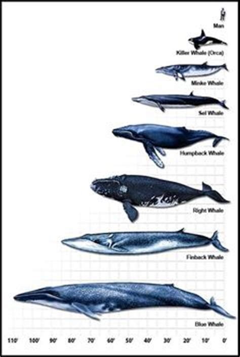 Humpback whales tend to feed by opening their mouth wide to gulp down as much prey, like fish or krill, as possible, leading marine scientists to speculate that what happened to mr packard was in all likelihood purely accidental. chart of where whales live and migrate | Whales ...