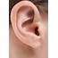 What Structure Of The Ear Is Responsible For Hearing  Healthfully