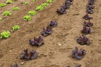 When planting with seeds, you can create a furrow along the length of the string in each row. The Best Orientation for Vegetable Garden Rows | Home ...