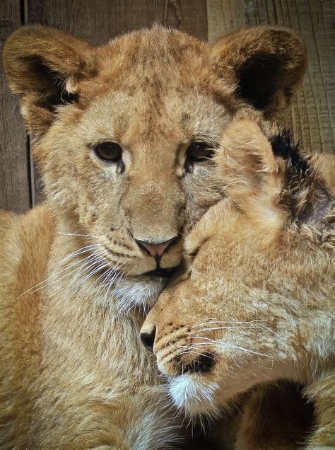 Baby Lion Cubs Photograph By Athena Mckinzie