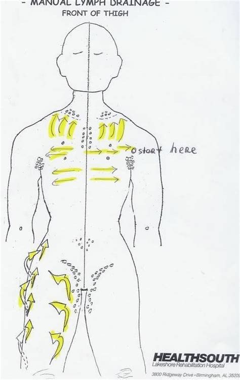 Manual Lymph Drainage Thigh Illustrated Lymph Massage Lymphatic