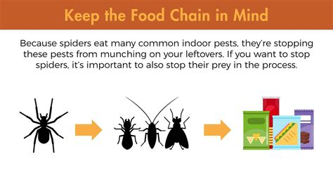 Some of these are listed below keep the production and storage areas clean, dry and orderly. So Long, Spiders: Making Infestations a Thing of the Past ...