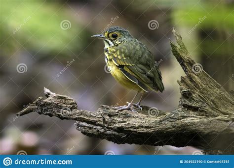 Spotted Antpitta Stock Photos Free And Royalty Free Stock Photos From