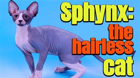 Sphyny The Hairless Cat Youtube