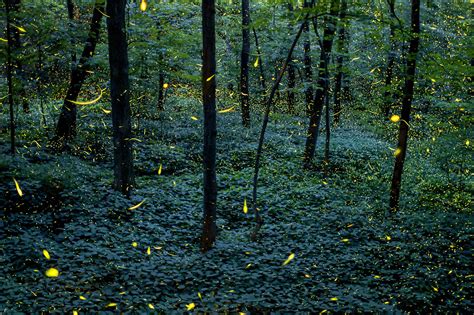 La luz es producida únicamente por las hembras para atraer a ya sabes cómo llegar al santuario de las luciérnagas en tlaxcala, cuándo ir y qué hacer. Conoce el idílico bosque de las luciérnagas en Tlaxcala ...