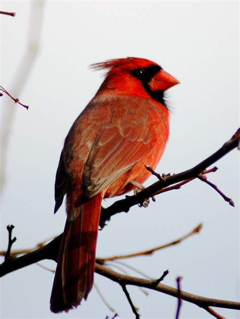 Male Northern Cardinal Cardinalis Cardinalis Flickr