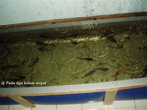 Kontruksi kolam terpal untuk pembesaran patin sama dengan kolam terpal plastik untuk pendederan. Budidaya dan Pembibitan Ikan Patin Pasopati