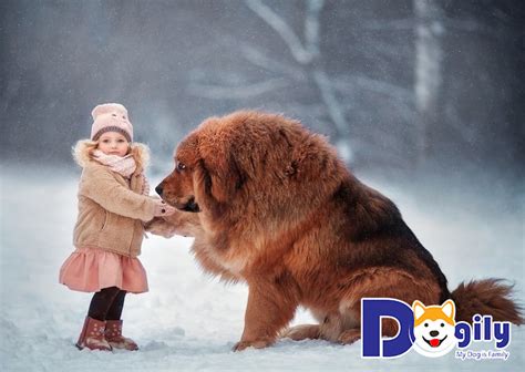 Thật là tránh pitbull chẳng xấu mặt nào. Những hình ảnh chó Ngao Tây Tạng tuyệt đẹp đến mức bạn ...