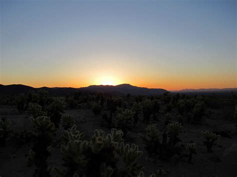 Sunrise At Cholla Cactus Garden At Joshua Tree Np In Calif Flickr
