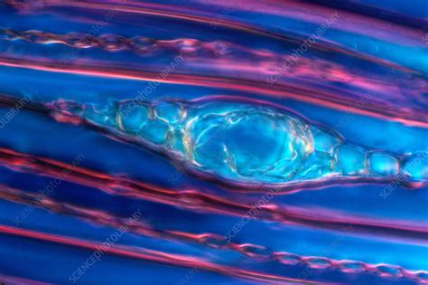 Pine Wood Cells Stock Image C0085168 Science Photo Library