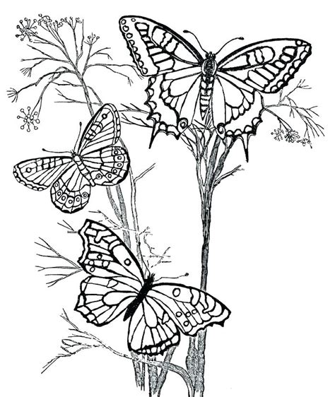 There are a ton of selections really. Detailed Butterfly Coloring Pages at GetColorings.com ...