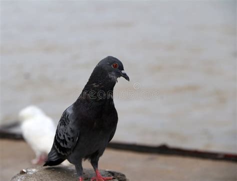 Pigeon Bird Perching On Riverside Pigeons And Doves Constitute The