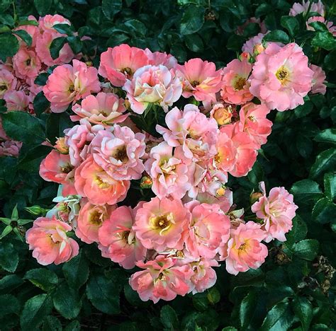 Its July Show Us Your Bloomers Ground Cover Roses Rose Drift Roses