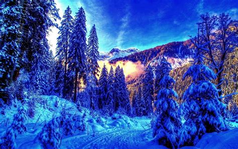 4k Winter Wallpapers High Quality Snowy Pine Trees Forest 1943549