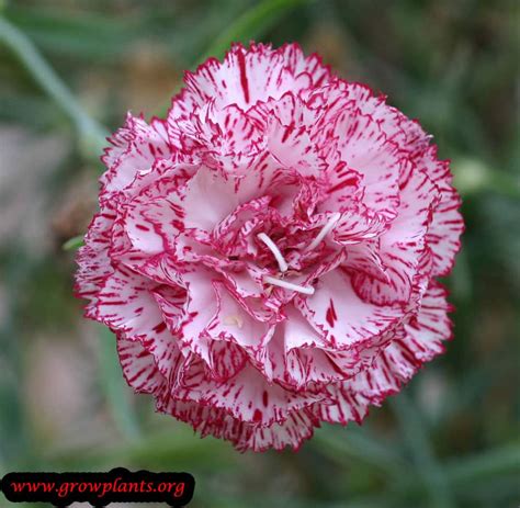 Carnation How To Grow And Care