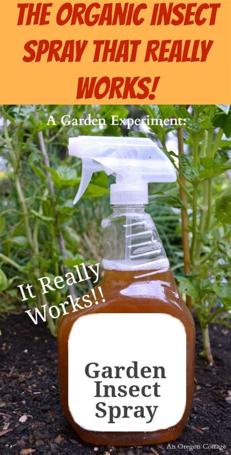 A Diy Organic Garden Insect Spray That Works Mint