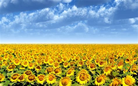 Sunflower Field Flowers 1080p Hd Wallpaper For Desktop Sunflowers