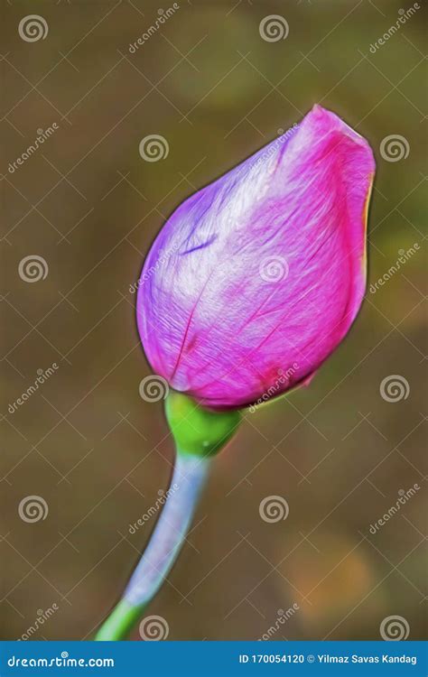 Pink Rosebud In Nature Stock Photo Image Of Leaves 170054120