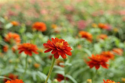 Red Zinnia Flower In Garden Stock Image Image Of Flower