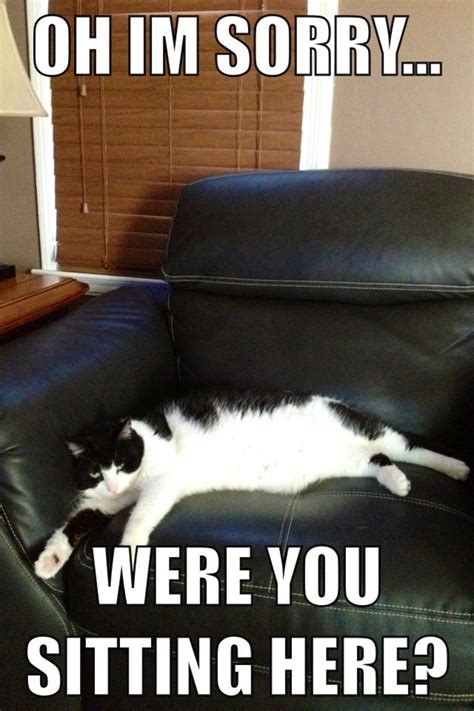 Sassy Cat Funny Cat Memes Funny Cats Hilarious Hard Movie Funny Cat