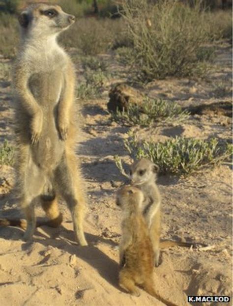 Meerkats Pay Rent To Dominant Female To Stay In Group Bbc News