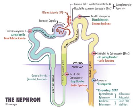 The Nephron Renal Medbullets Step