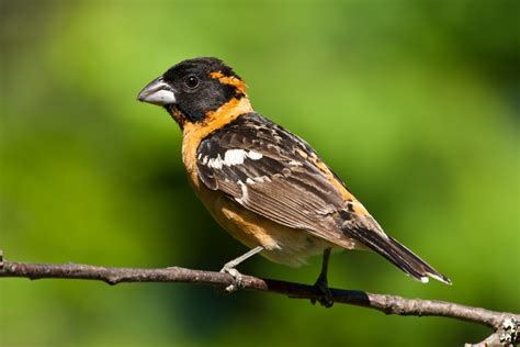 High Desert Bird Of The Month Black Headed Grosbeak