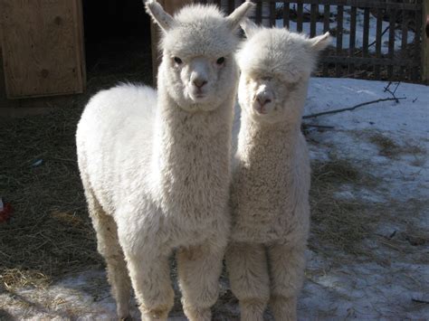For those larger 4 hour plus events we have a large farm/zoo we set up. Petting Zoo