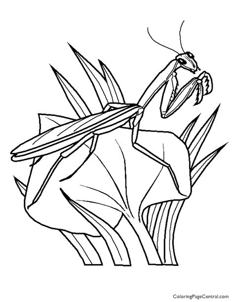 Posted on june by richardb. Praying Mantis 01 Coloring Page | Coloring Page Central