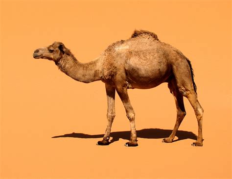 Camello Imagui