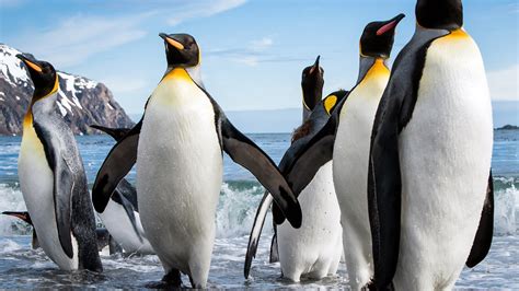 King Penguins South Georgia Island-National Geographic photo wallpaper