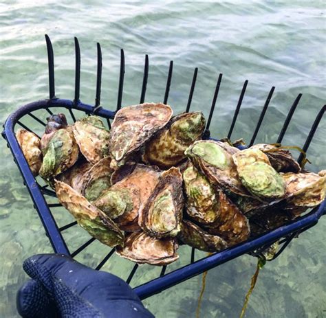 How To Gather Oysters Tools And Tips On The Water