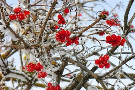 Bester zeitpunkt ist nach der blütezeit; Runzelblättriger Schneeball schneiden » So machen Sie's ...