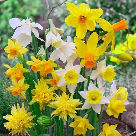 Dwarf Daffodil Mixture Brecks
