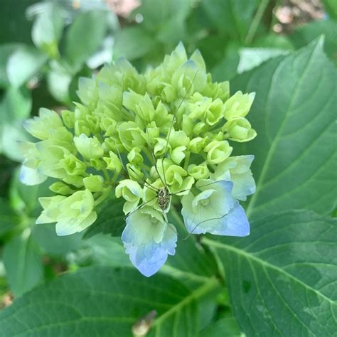 Welcome to the famous dave's garden website. Plant Hydrangea macrophylla 'Mathilda Gutges' by Tracy ...