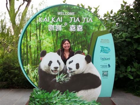 River Safari Pandas In Singapore A Deecoded Life