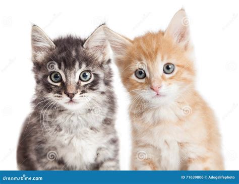 Closeup Two Cute Tabby Kittens Stock Photo Image Of Grey White 71639806